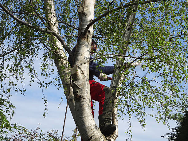 Reliable Kittery Point, ME Tree Care Solutions