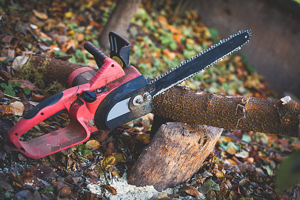 How Our Tree Care Process Works  in  Kittery Point, ME